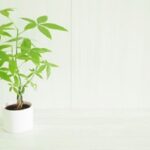 待合室や休憩室に観葉植物が欲しい！設置前に確認しておきたいメリット・デメリット